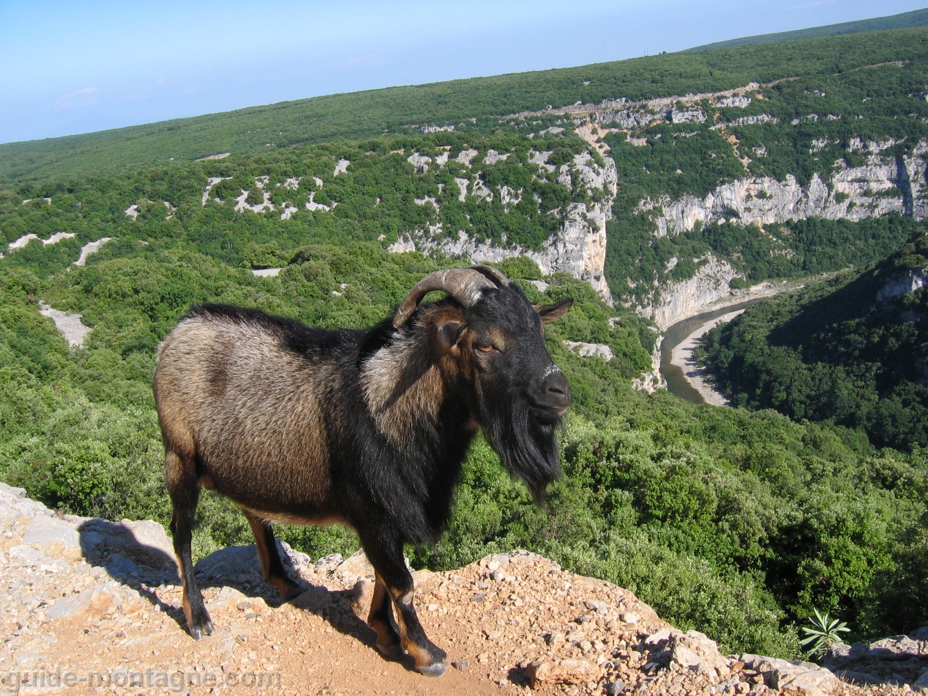 Chevre en Ardeche 2